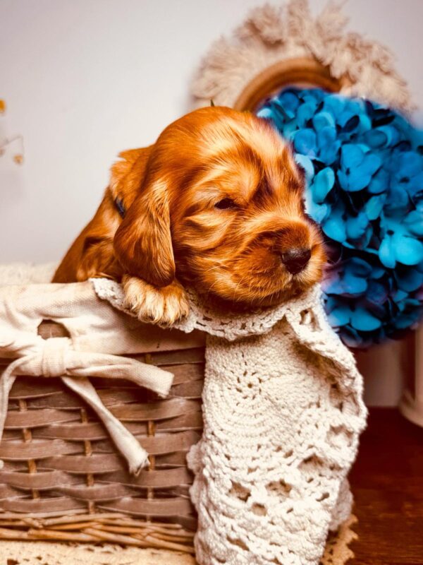 Brownie English Cocker Spaniel Brownie English Cocker Spaniel