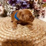 Brownie-male-english-cocker-spaniel-puppy-for-sale- (3)