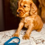 Brownie-male-english-cocker-spaniel-puppy-for-sale- (3)