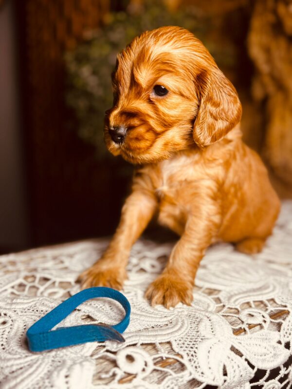 Brownie English Cocker Spaniel Brownie English Cocker Spaniel