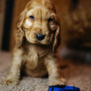 Brownie English Cocker Spaniel Brownie English Cocker Spaniel