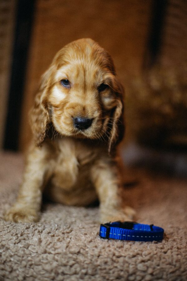 Brownie English Cocker Spaniel Brownie English Cocker Spaniel