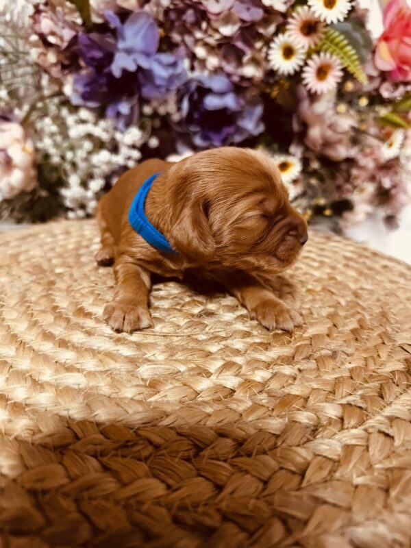 Brownie English Cocker Spaniel Brownie English Cocker Spaniel