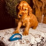 Brownie-male-english-cocker-spaniel-puppy-for-sale- (4)