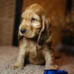 Brownie-male-english-cocker-spaniel-puppy-for-sale- (4)