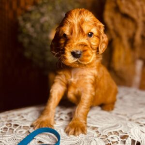 Brownie English Cocker Spaniel Brownie English Cocker Spaniel