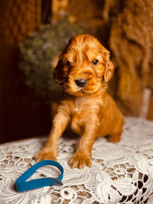 Brownie English Cocker Spaniel Brownie English Cocker Spaniel