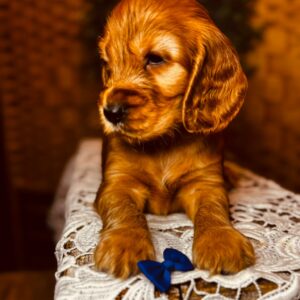Brownie English Cocker Spaniel Brownie English Cocker Spaniel