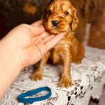 Brownie-male-english-cocker-spaniel-puppy-for-sale- (6)