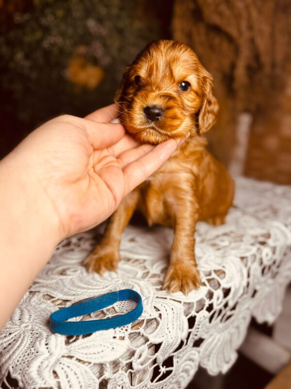 Brownie English Cocker Spaniel Brownie English Cocker Spaniel