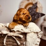 BumBum-male-english-cocker-spaniel-puppy-for-sale- (1)