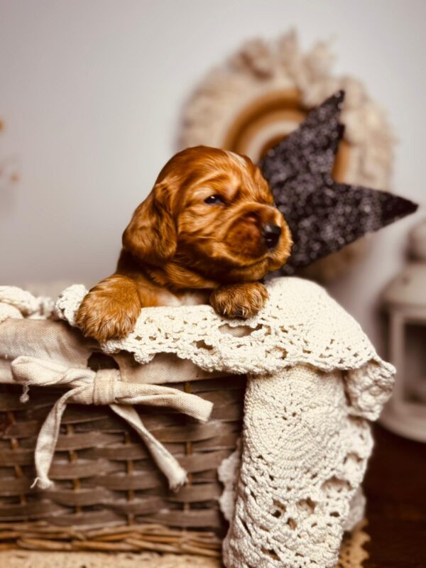 Bum Bum English Cocker Spaniel Bum Bum English Cocker Spaniel