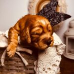 BumBum-male-english-cocker-spaniel-puppy-for-sale- (2)