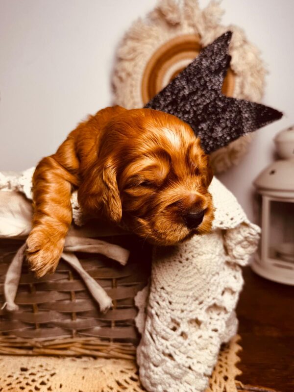 Bum Bum English Cocker Spaniel Bum Bum English Cocker Spaniel