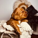 BumBum-male-english-cocker-spaniel-puppy-for-sale- (3)