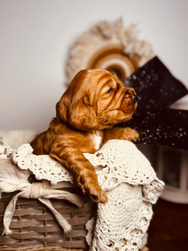 Bum Bum English Cocker Spaniel Bum Bum English Cocker Spaniel