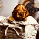 BumBum-male-english-cocker-spaniel-puppy-for-sale- (4)