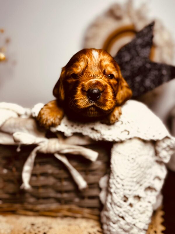 Bum Bum English Cocker Spaniel Bum Bum English Cocker Spaniel