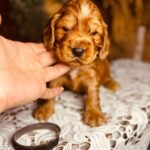 Bumbum-male-english-cocker-spaniel-puppy-for-sale- (1)