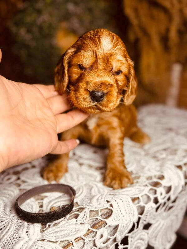 Bum Bum English Cocker Spaniel Bum Bum English Cocker Spaniel