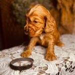Bumbum-male-english-cocker-spaniel-puppy-for-sale- (2)