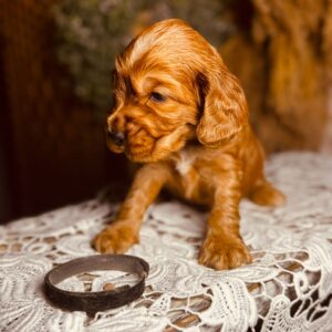 Bum Bum English Cocker Spaniel Bum Bum English Cocker Spaniel