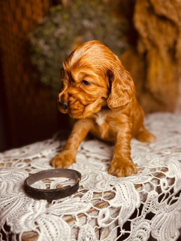 Bum Bum English Cocker Spaniel Bum Bum English Cocker Spaniel