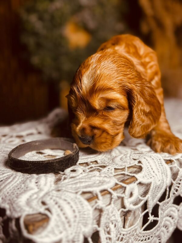 Bum Bum English Cocker Spaniel Bum Bum English Cocker Spaniel