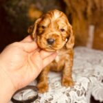 Bumbum-male-english-cocker-spaniel-puppy-for-sale- (4)