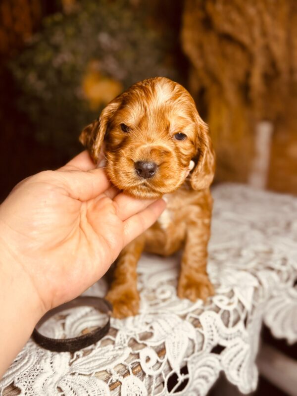 Bum Bum English Cocker Spaniel Bum Bum English Cocker Spaniel