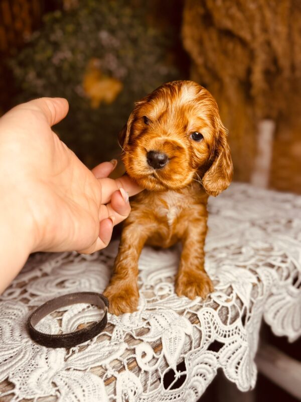 Bum Bum English Cocker Spaniel Bum Bum English Cocker Spaniel