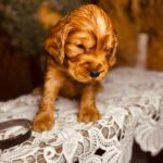 Bumbum-male-english-cocker-spaniel-puppy-for-sale- (7)