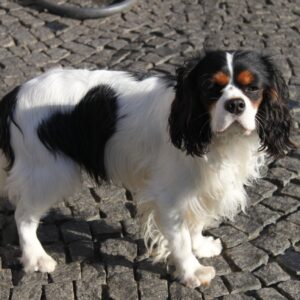 Buran Cavalier King Charles Spaniel Buran Cavalier King Charles Spaniel