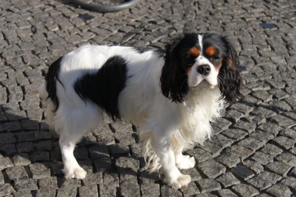 Buran Cavalier King Charles Spaniel Buran Cavalier King Charles Spaniel