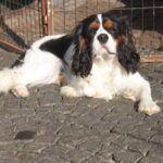Buran-male-Cavalier-King-Charles-Spaniel-puppy-for-sale-1 (2)