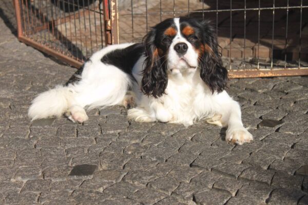 Buran Cavalier King Charles Spaniel Buran Cavalier King Charles Spaniel