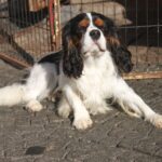 Buran-male-Cavalier-King-Charles-Spaniel-puppy-for-sale-1 (3)