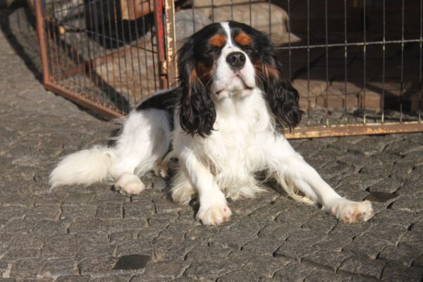 Buran Cavalier King Charles Spaniel Buran Cavalier King Charles Spaniel