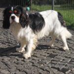 Buran-male-Cavalier-King-Charles-Spaniel-puppy-for-sale-1 (6)