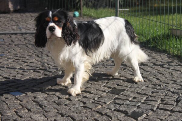 Buran Cavalier King Charles Spaniel Buran Cavalier King Charles Spaniel