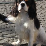 Buran-male-Cavalier-King-Charles-Spaniel-puppy-for-sale-1 (7)
