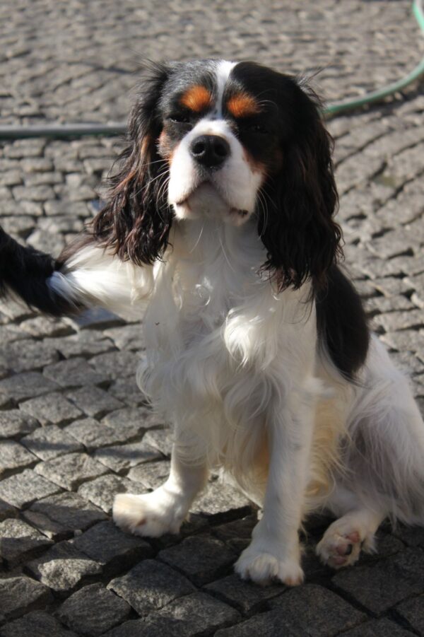 Buran Cavalier King Charles Spaniel Buran Cavalier King Charles Spaniel