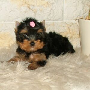 Businka Yorkshire Terrier Businka Yorkshire Terrier