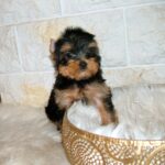 Businka-female-yorkshire-terrier-puppy-for-sale-1 (2)