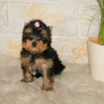 Businka-female-yorkshire-terrier-puppy-for-sale-1 (3)