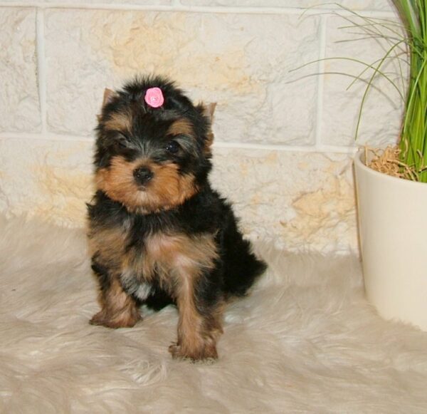 Businka Yorkshire Terrier Businka Yorkshire Terrier