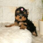 Businka-female-yorkshire-terrier-puppy-for-sale-1 (4)