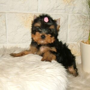 Businka Yorkshire Terrier Businka Yorkshire Terrier