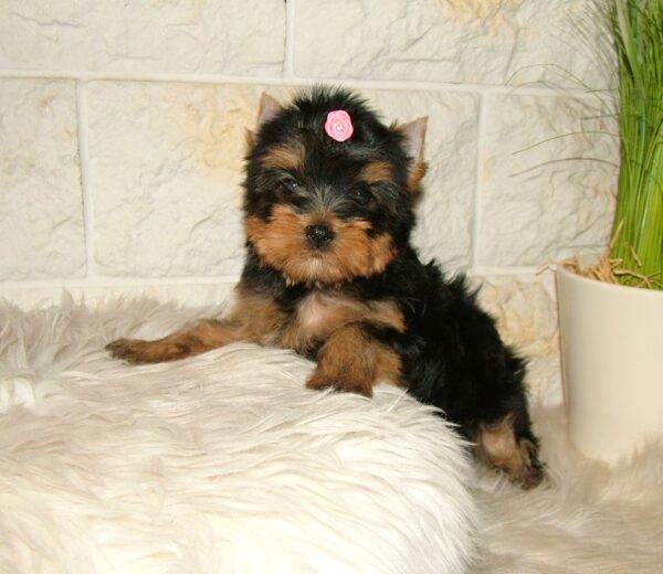 Businka Yorkshire Terrier Businka Yorkshire Terrier