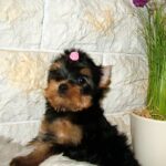 Businka-female-yorkshire-terrier-puppy-for-sale-1 (5)